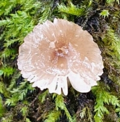Porotheleaceae