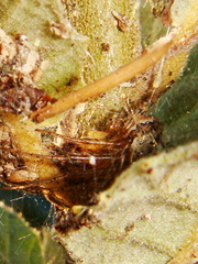 Zygiellinae