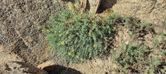 Ericameria cuneata macrocephala