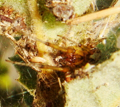Zygiellinae