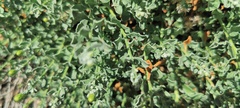Ericameria cuneata macrocephala