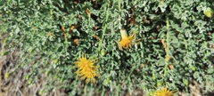 Ericameria cuneata macrocephala