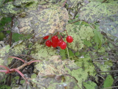 Viburnum opulus americanum
