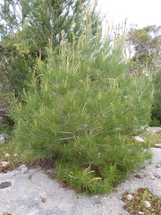 Pinus halepensis