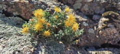 Ericameria cuneata macrocephala