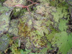 Viburnum opulus americanum