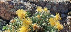 Ericameria cuneata macrocephala