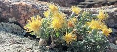 Ericameria cuneata macrocephala