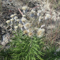 Vernonia lindheimeri