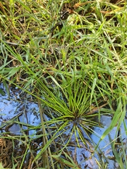 Isolepis