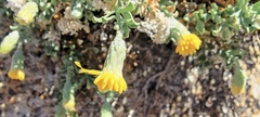 Ericameria cuneata macrocephala