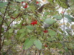 Viburnum opulus americanum