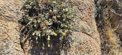 Ericameria cuneata macrocephala