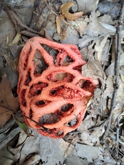 Clathrus ruber