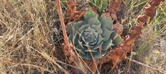Dudleya pulverulenta