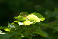 Calopteryx virgo