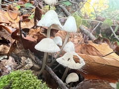Mycena niveipes