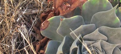 Dudleya pulverulenta