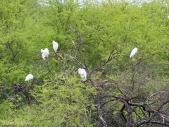 Ardea alba egretta