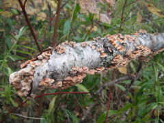 Plicaturopsis crispa