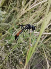 Ammophila