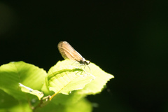 Calopteryx virgo