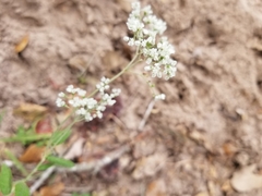Eriogonum multiflorum