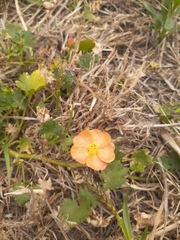 Modiolastrum malvifolium