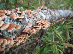 Plicaturopsis crispa