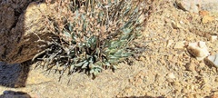 Dudleya abramsii