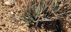 Dudleya abramsii