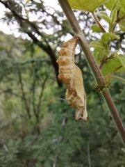 Papilionoidea