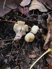 Cuphophyllus virgineus