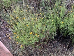 Sidneya tenuifolia