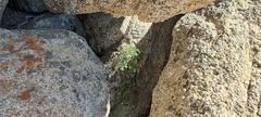 Ericameria cuneata macrocephala