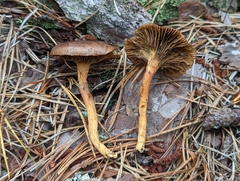 Chroogomphus vinicolor