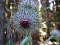 Cirsium edule