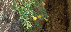 Ericameria cuneata macrocephala