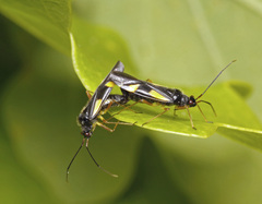 Dryophilocoris flavoquadrimaculatus