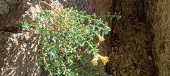Ericameria cuneata macrocephala