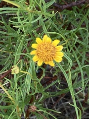 Sidneya tenuifolia