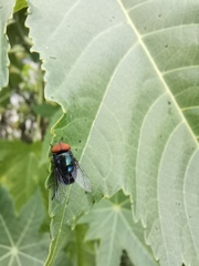 Chrysomya megacephala