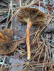 Chroogomphus vinicolor