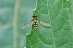 Allograpta neotropica