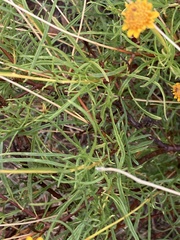 Sidneya tenuifolia