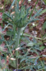 Carthamus mitissimus