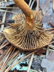 Chroogomphus vinicolor