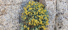 Ericameria cuneata macrocephala