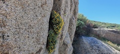 Ericameria cuneata macrocephala