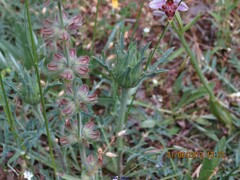 Carthamus mitissimus